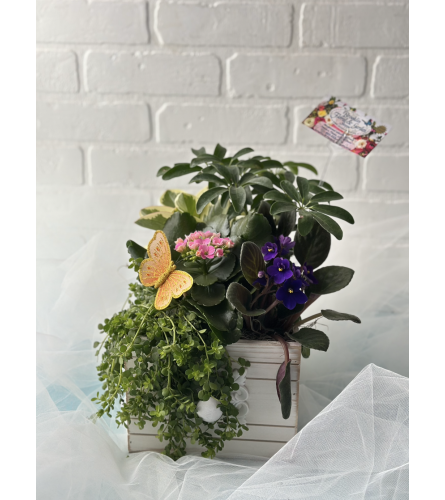 Drawer Garden w/ African Violet, Kalanchoe Etc.. An arrangement by Brooklin Floral and Garden Shoppe Inc..
