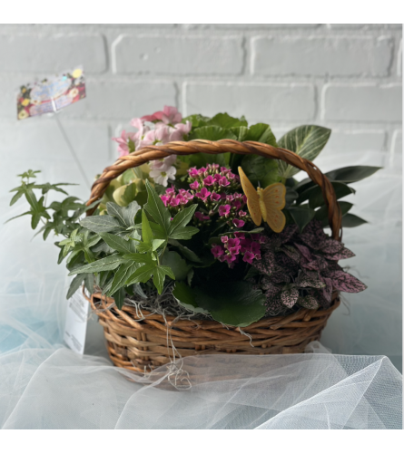 Mixed Planter in a Basket. An arrangement by Brooklin Floral and Garden Shoppe Inc..