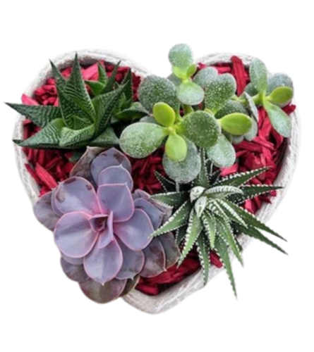 Valentine Heart Succulent Planter. An arrangement by Nicol Florist.