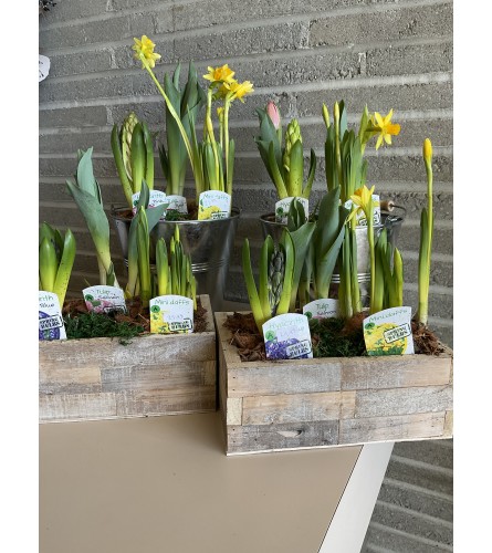 Spring mixed bulb planter. An arrangement by Syd Kemsley Florist.
