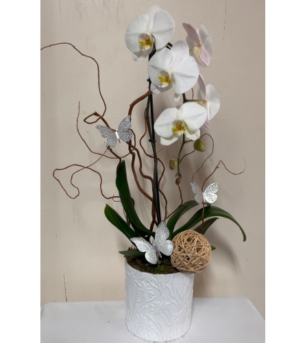 Tranquil Orchid Haven. An arrangement by Dream Decorations Florist.