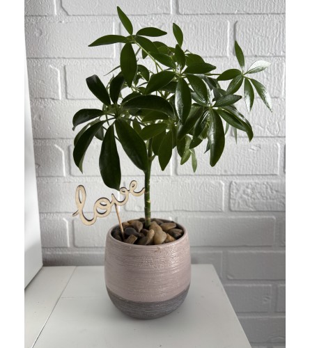 Umbrella Tree. An arrangement by Loyalist Flowers.