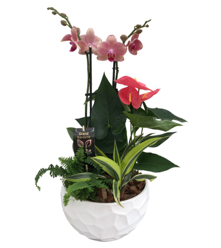 Round Ceramic Orchid large Planter. An arrangement by Nicol Florist.