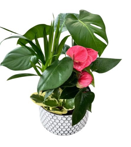 Monstera Mix in a Honeycomb Tin pot. An arrangement by Nicol Florist.