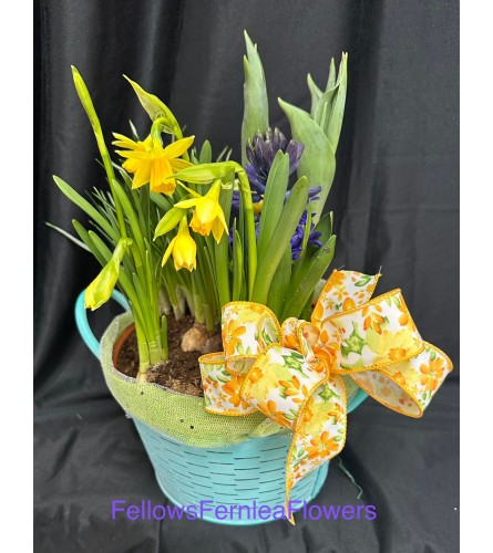 Springtime Bloom Basket. An arrangement by Fellows Fernlea Flowers.