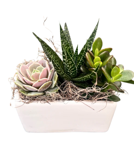 Small White Rectangular Succulent Planter. An arrangement by Flowers Plus.
