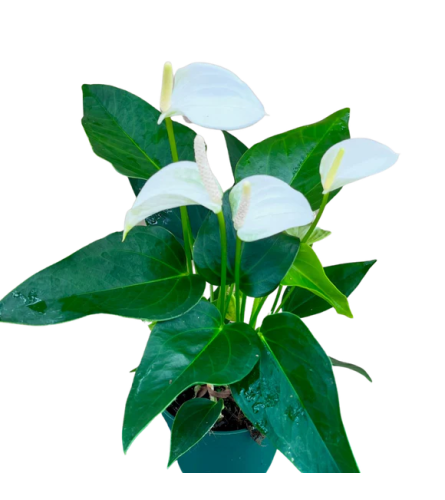 4 Anthurium White. An arrangement by Flowers Plus.