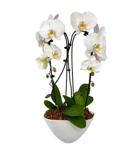 Large Eillen Double Cascading Orchid. An arrangement by Flowers Plus.