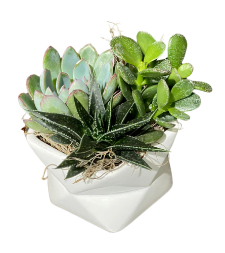 Geometric White Succulent Planter. An arrangement by Flowers Plus.
