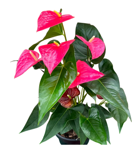 8 Anthurium Pink. An arrangement by Flowers Plus.