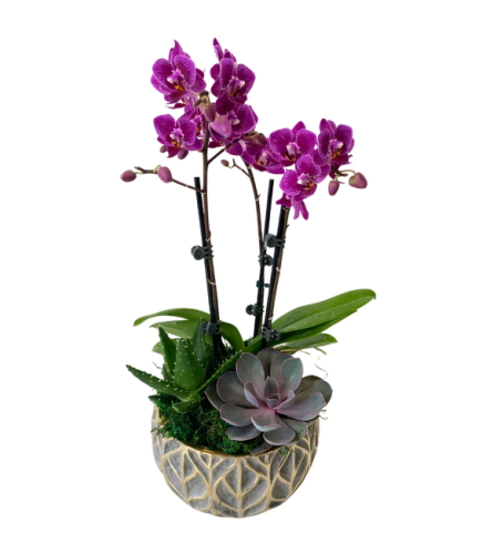 Gold Leaf Grey Orchid succulents. An arrangement by Flowers Plus.