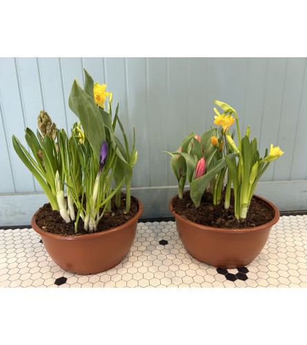 Spring Bulb Garden. An arrangement by Holden's Florists.