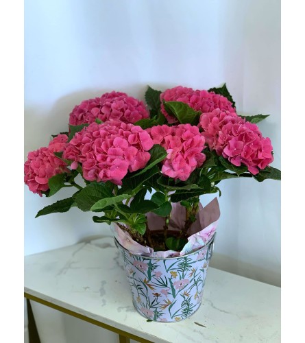 Pink Hydrangea Plant. An arrangement by Anderson Flowers.