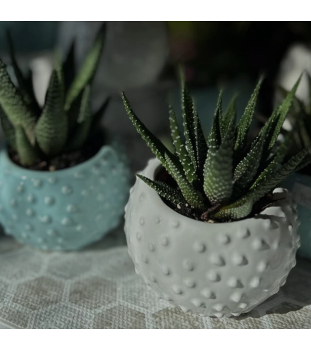 Sweet Succulents. An arrangement by Deer Valley Florist and Flower Delivery.