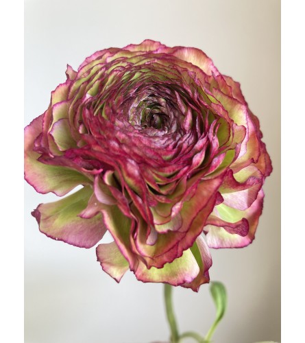 Ranunculus Pon Pon 'Malva' - Deluxe. An arrangement by Mayfield Flowers.