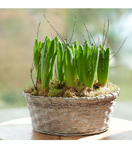 Hyacinth Bulb Pot. An arrangement by Vaillant Florist.