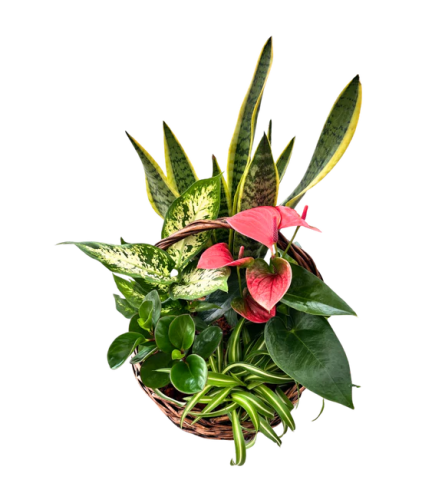Flowering Anthurium Basket Planter - Standard. An arrangement by Loyalist Flowers.