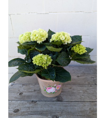 Darling Green Hydrangea. An arrangement by The Garden Gate Gifts and Florals.