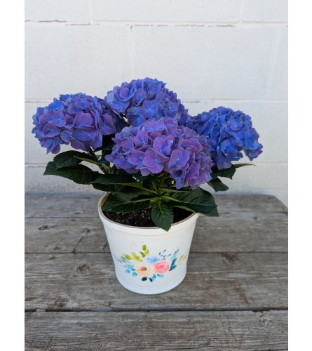 Darling Blue Hydrangea. An arrangement by The Garden Gate Gifts and Florals.