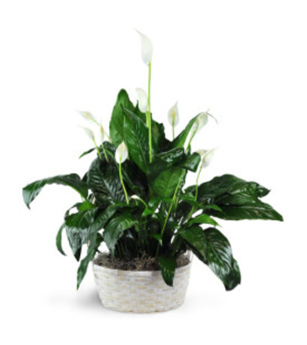 Peace Lily Plant 8"