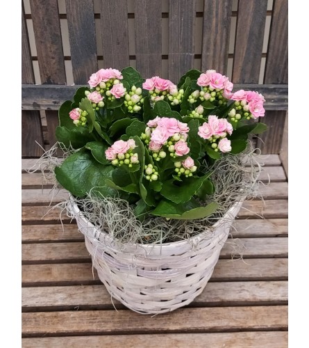 Kalanchoe plant in basket. An arrangement by Deep Creek Floral.