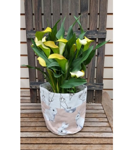 Calla Lily plant. An arrangement by Deep Creek Floral.