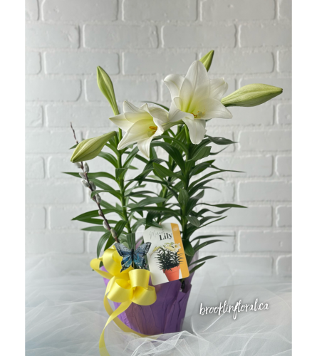 Easter Lily Plant with Bow. An arrangement by Brooklin Floral and Garden Shoppe Inc..
