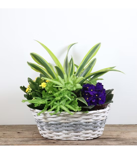 12 x 9 Willow Band Basket Planter. An arrangement by Balloon Bouquets Plus.