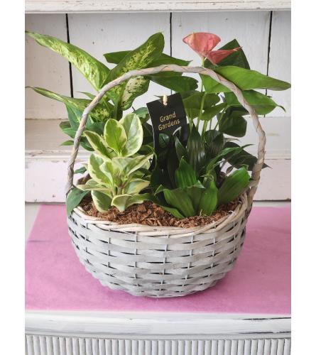 Planter in Basket - Deluxe. An arrangement by Avenue Florist.