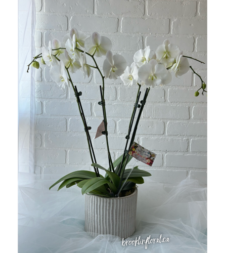 Orchid Garden in Cement Pot. An arrangement by Brooklin Floral and Garden Shoppe Inc..