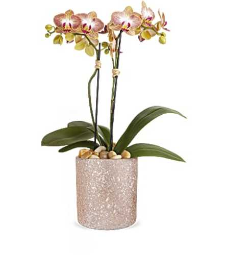 Double Spike Orchid Plant In Ceramic Pot. An arrangement by Vaillant Florist.