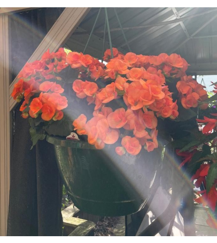 12 Hanging Begonia. An arrangement by Tom Rodgers Flowers.