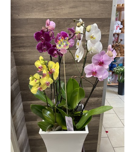 Orchid Planter. An arrangement by Sonia's Florist.