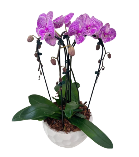 Cascade of Beauty. An arrangement by The Garden Gate Gifts and Florals.