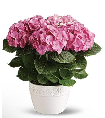 Hydrangea Plant. An arrangement by The Butterfly Florist.