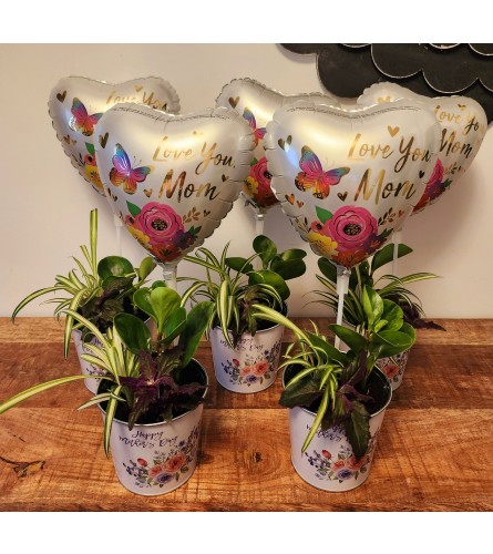 BALLOON PLANTER 2. An arrangement by A Loving Touch Florist.