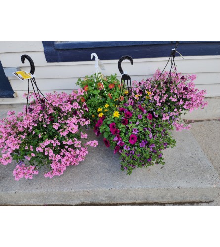 Blooming Hanging Basket. An arrangement by Petals and Pages.