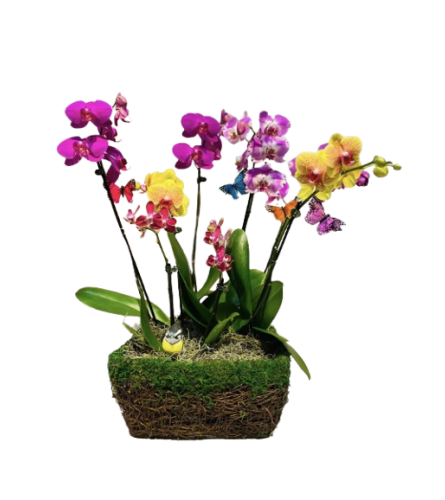 Nature's Orchid Garden. An arrangement by The Farmers Petals.