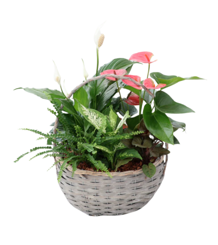 Joyful Wicker Basket Planter - Deluxe. An arrangement by Loyalist Flowers.