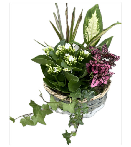 Tropical plant grey basket - Standard. An arrangement by Brooklin Floral and Garden Shoppe Inc..