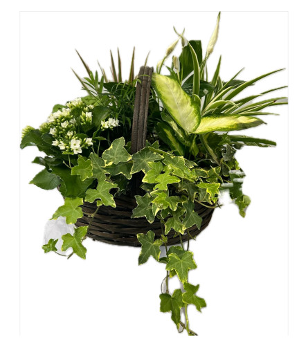 Large Tropical Planter Basket. An arrangement by Brooklin Floral and Garden Shoppe Inc..