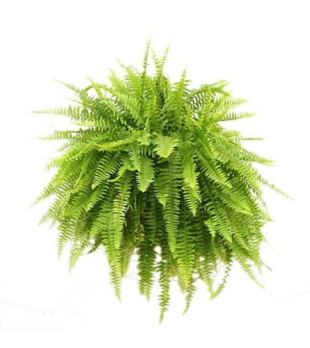 10 Boston Fern. An arrangement by Colonial Gardens Florist And Greenhouses.