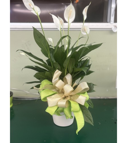 6 inchPeace Lily Plant. An arrangement by Morgan Florist.
