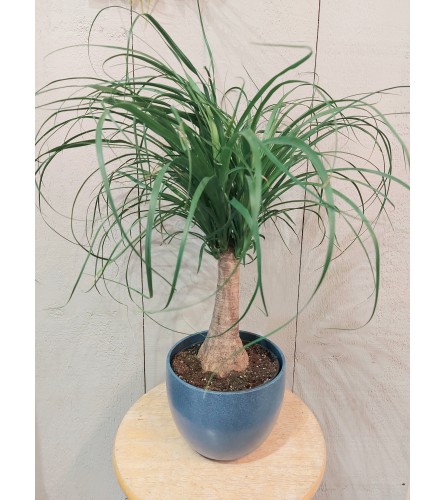 Pony Tail Treat - Deluxe. An arrangement by Avenue Florist.