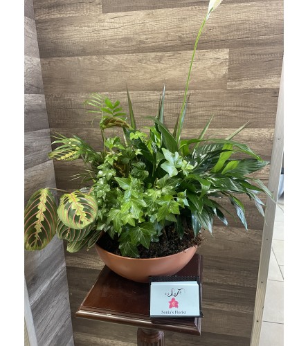 Lush Green Garden Bowl. An arrangement by Sonia's Florist.