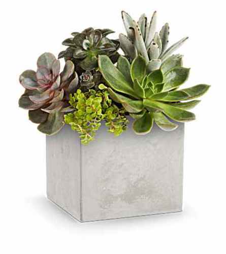 Teleflora's Concreate Oasis Succulent planter - Standard. An arrangement by Nicol Florist.