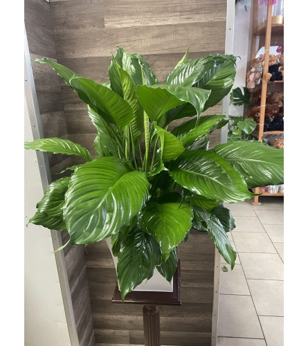 Peace Lily Collection - Deluxe. An arrangement by Sonia's Florist.