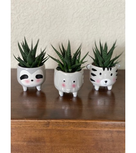 Safari Succulents - Standard. An arrangement by Loyalist Flowers.