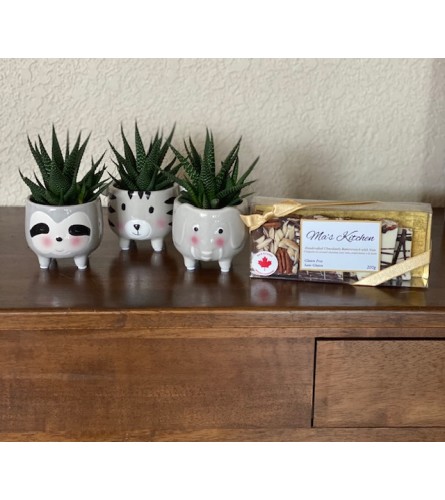 Safari Succulents - Deluxe. An arrangement by Loyalist Flowers.