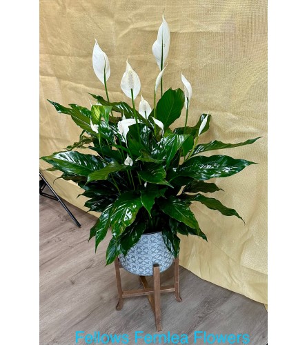 Large Peace Lily. An arrangement by Fellows Fernlea Flowers.